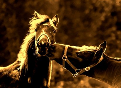 Horse Kiss photo