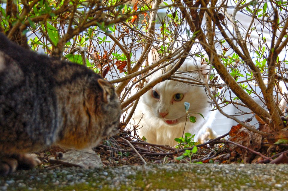 Cat Fighting