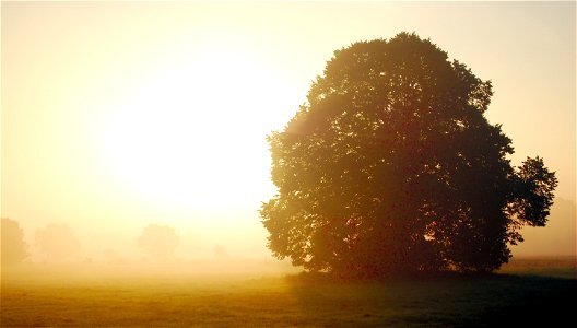 Sunrise Fog Tree