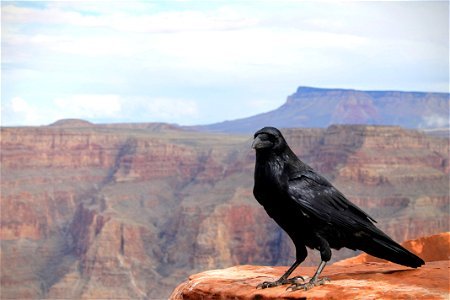 Crow Grand Canyon photo
