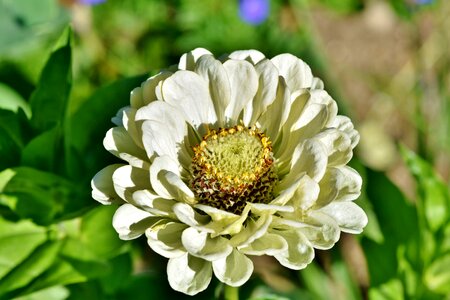 Composites flower summer flower