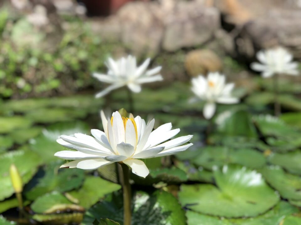 Lotus pond white elegant