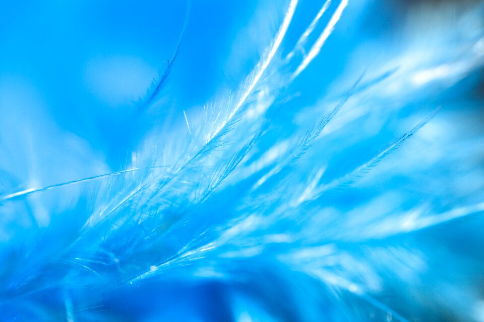 Beautiful blue feather