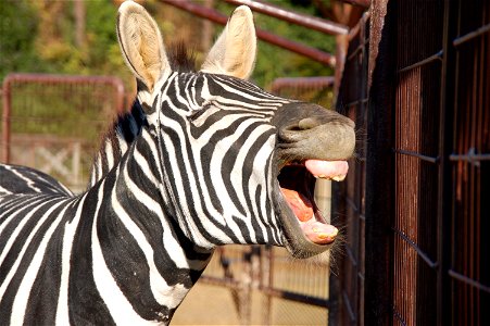 Zebra Yawn photo