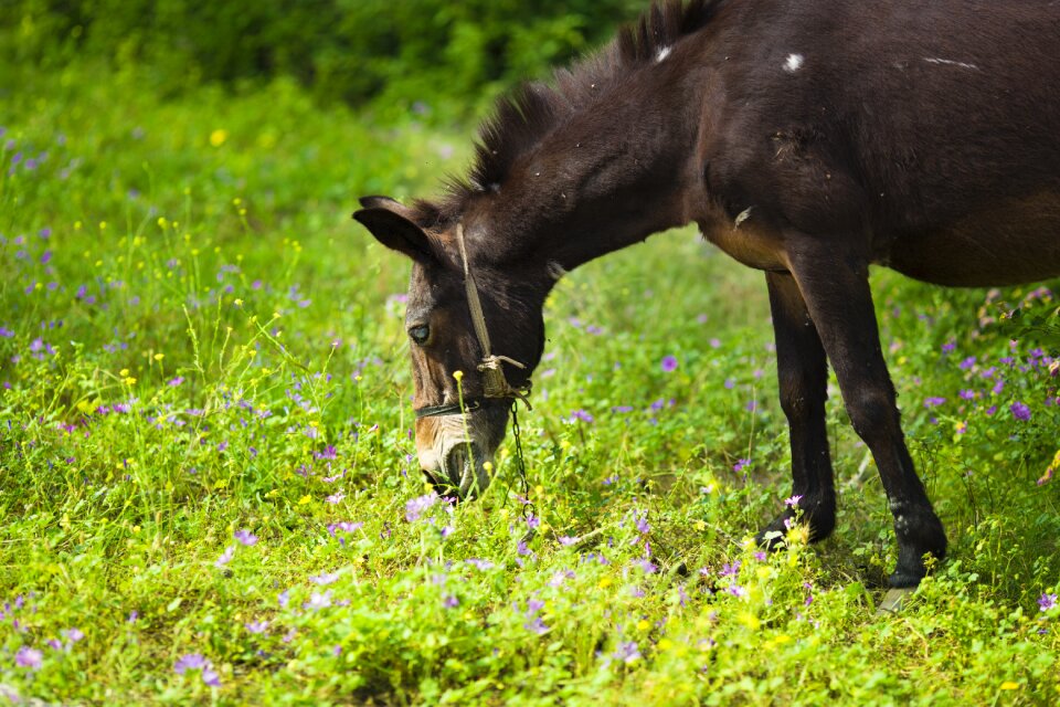Grass animals stallion