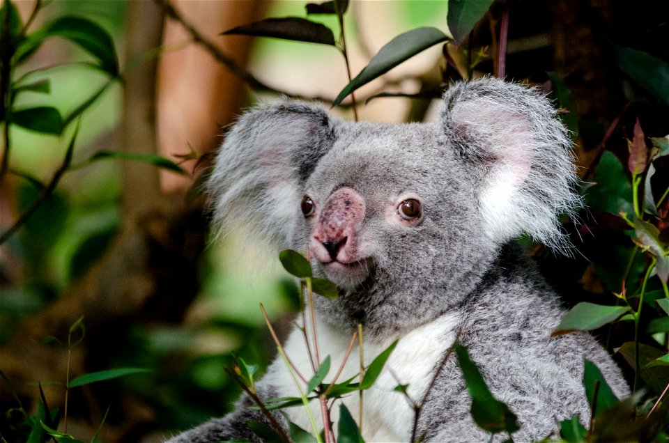Koala Animal