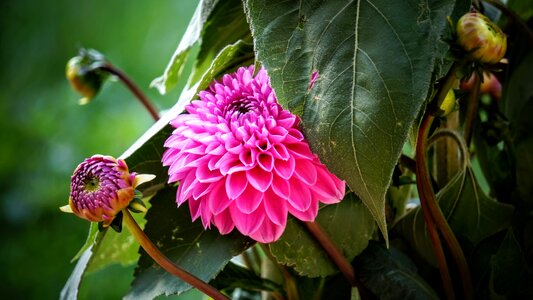 Summer flower nature close up