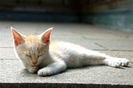 Kitten Sleeping photo