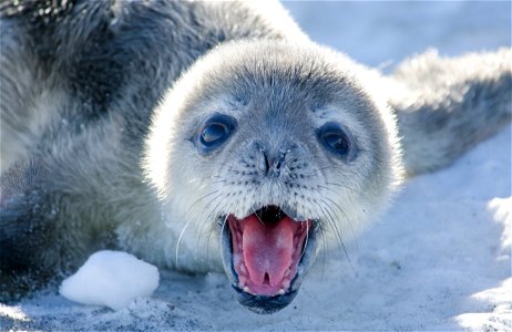 Seal Pup photo