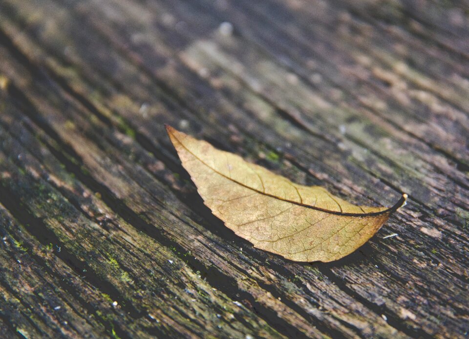 Fall forest season