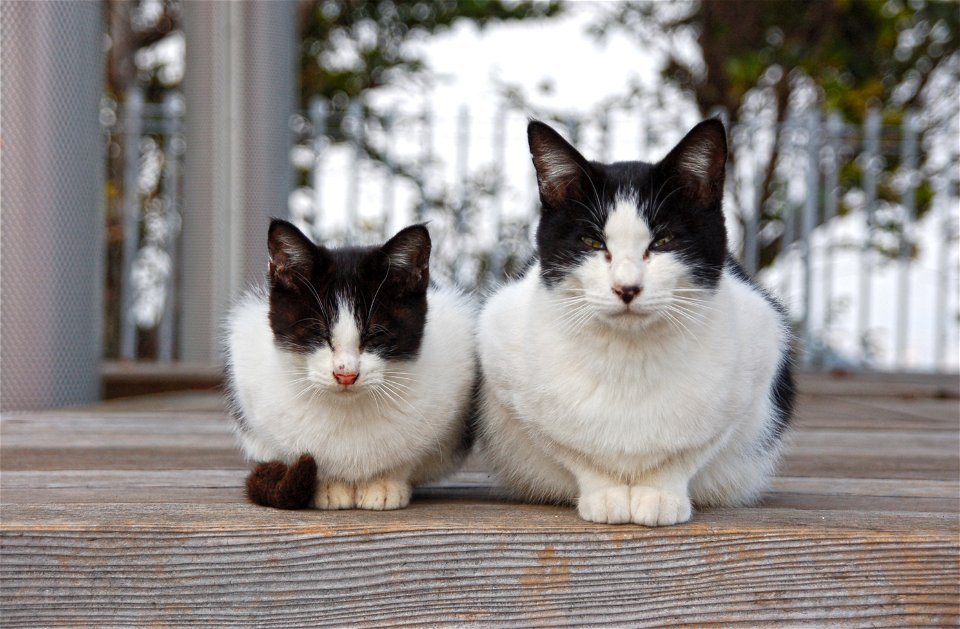 Cat Parent Child
