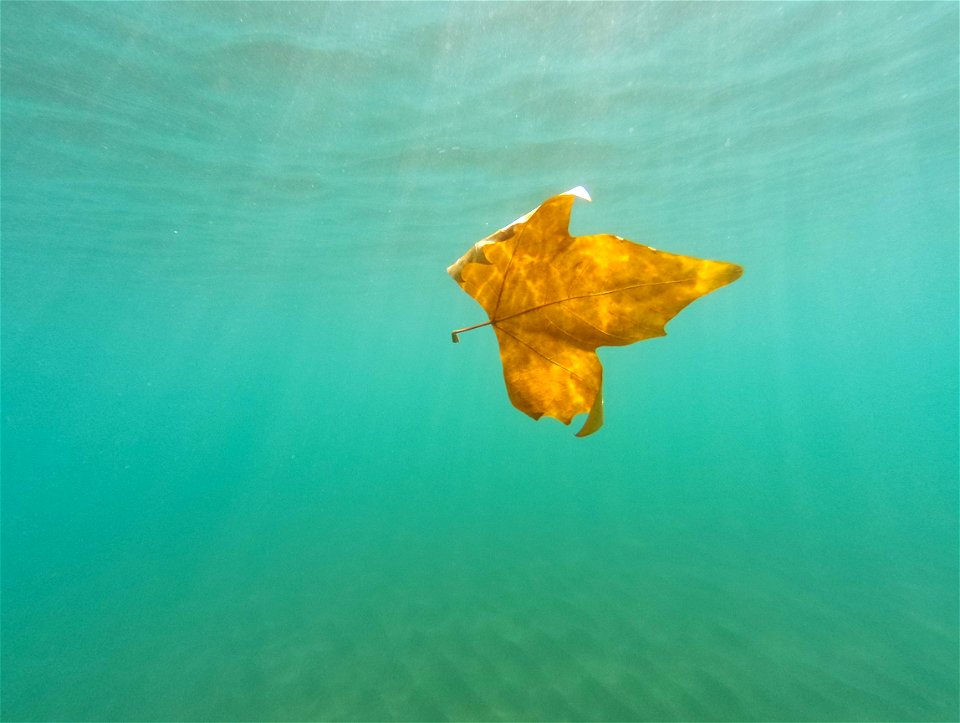 Maple Underwater