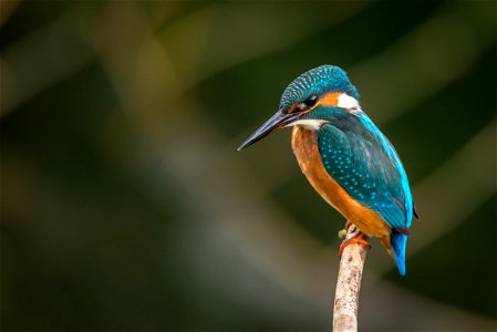 Common Kingfisher photo
