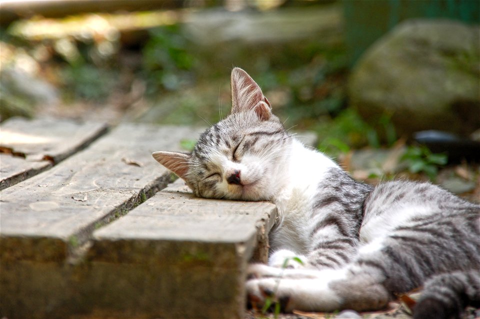 Kitten Sleeping photo