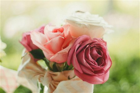 Rose Flower photo