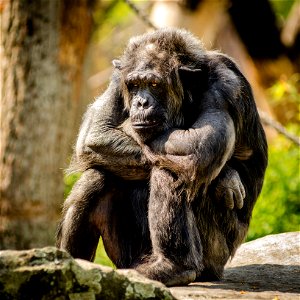 Chimpanzee Thinking photo