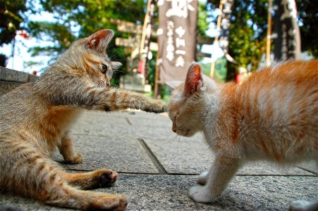 Kitten Punch photo
