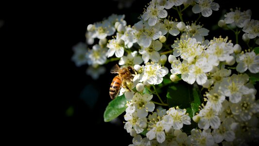Nature flower honey photo