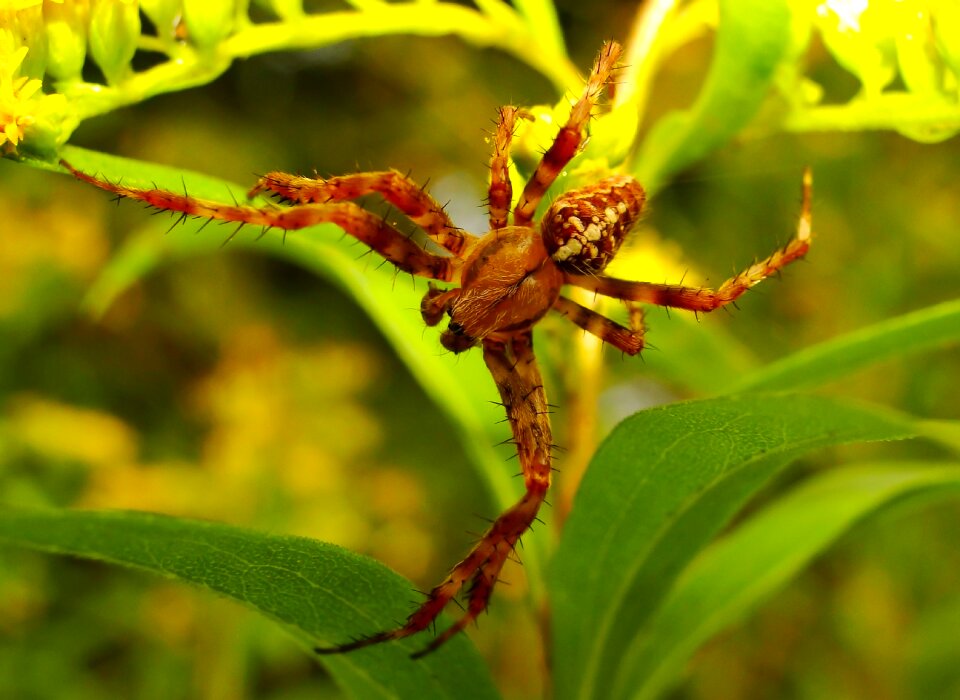 Leaf at the court of invertebrates