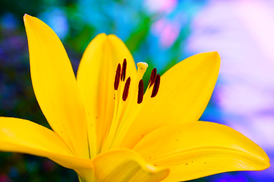 Plant petal liliaceae