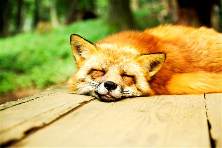 Fox Sleeping photo