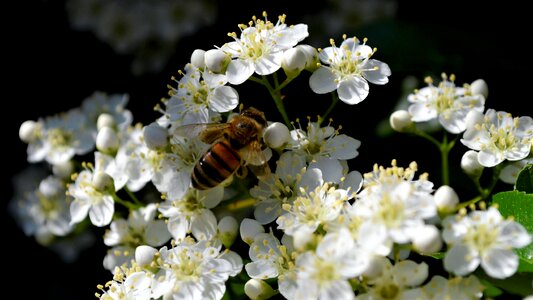 Bug flower close up photo