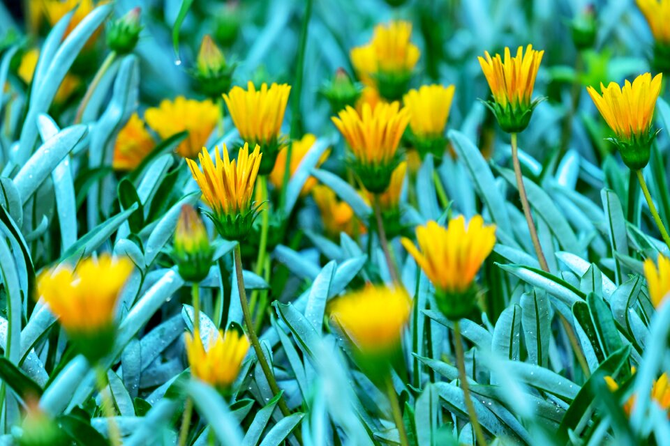 Bloom yellow gold noon
