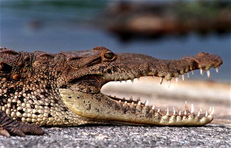 Crocodile Animal photo