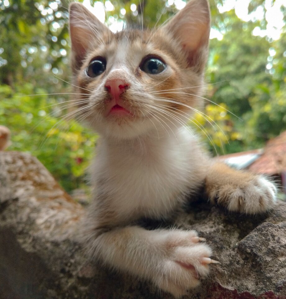 Cute animal pet
