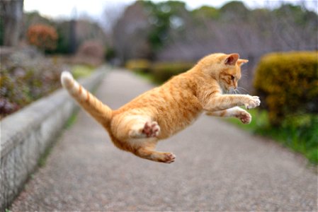 Cat Jump photo