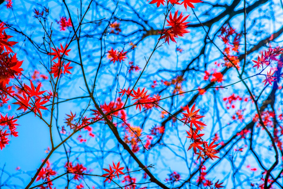 Spring maple sky