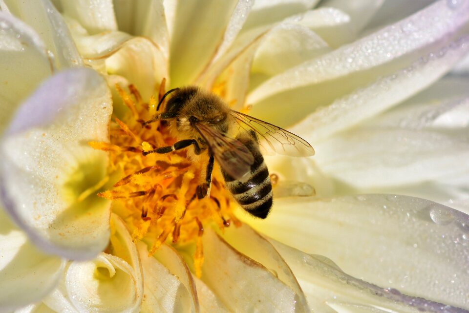 Insect nectar blossom