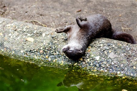 Otter Sleeping photo