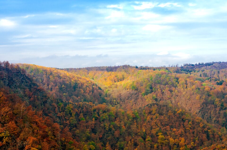 Landscape forest trees
