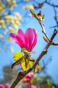 Plant magnolia spring photo