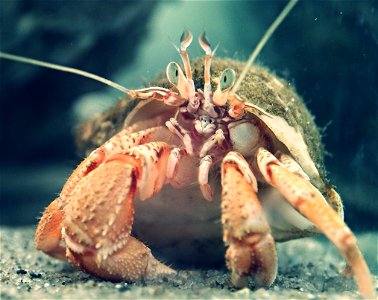 Hermit Crab photo