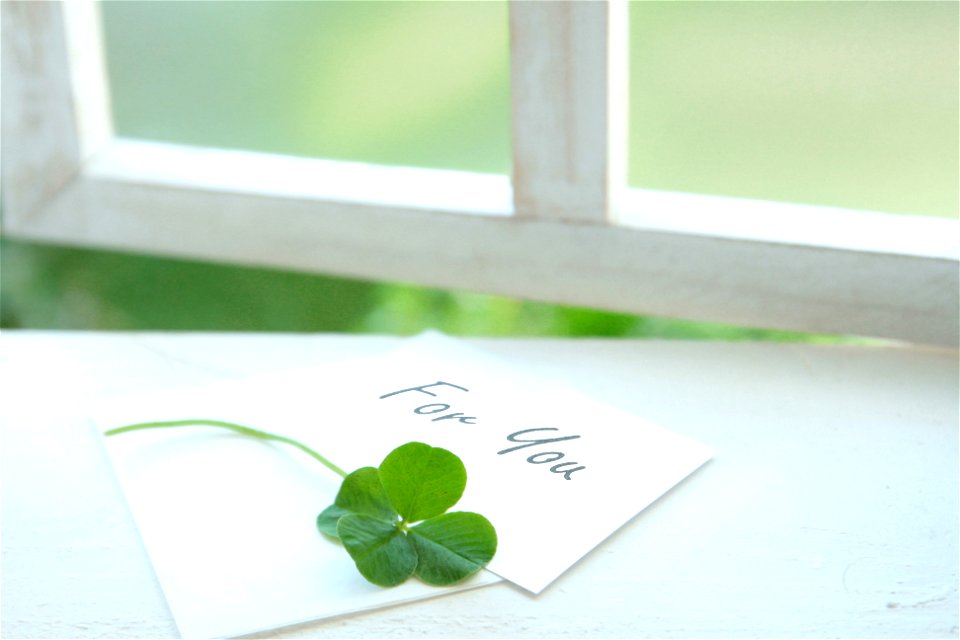 Four Leaf Clover photo