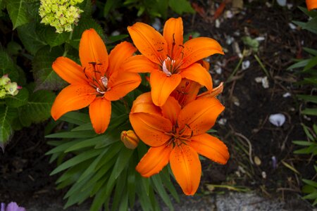 Bloom nature petals