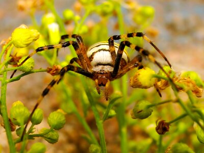Spider plant animals