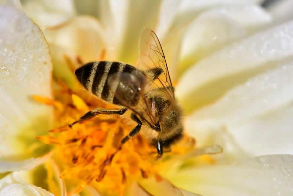 Insect nectar blossom
