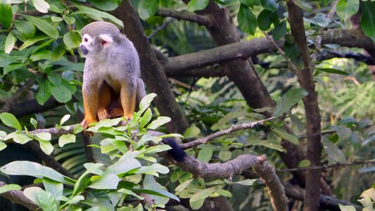Play threatened primates