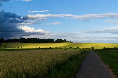 Nature field spring photo