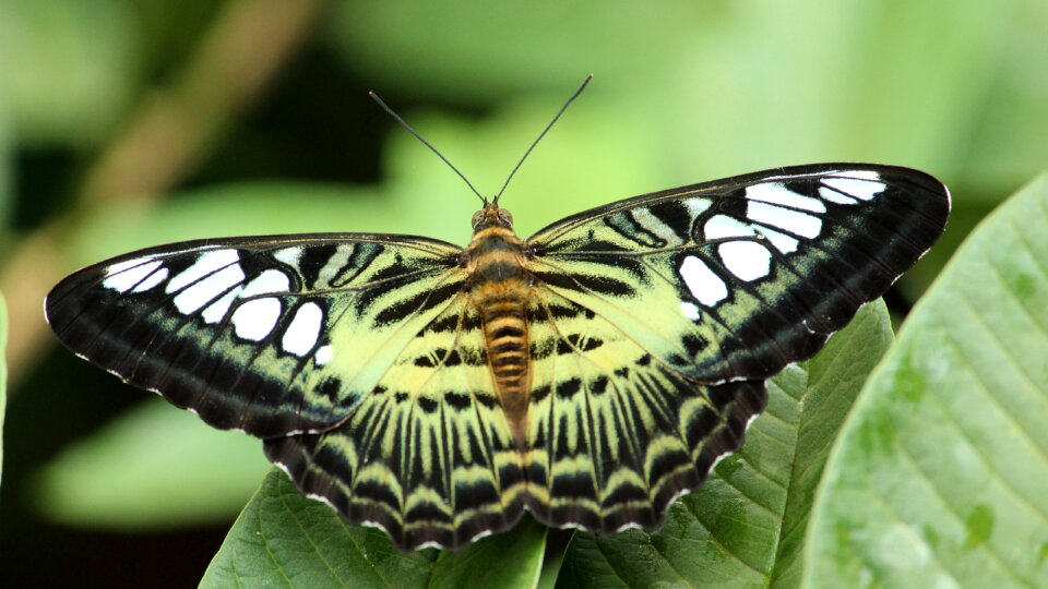 Colorful wing leaf photo