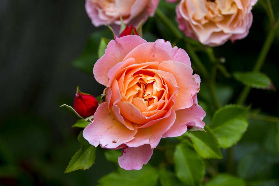 Bloom nature rose bloom