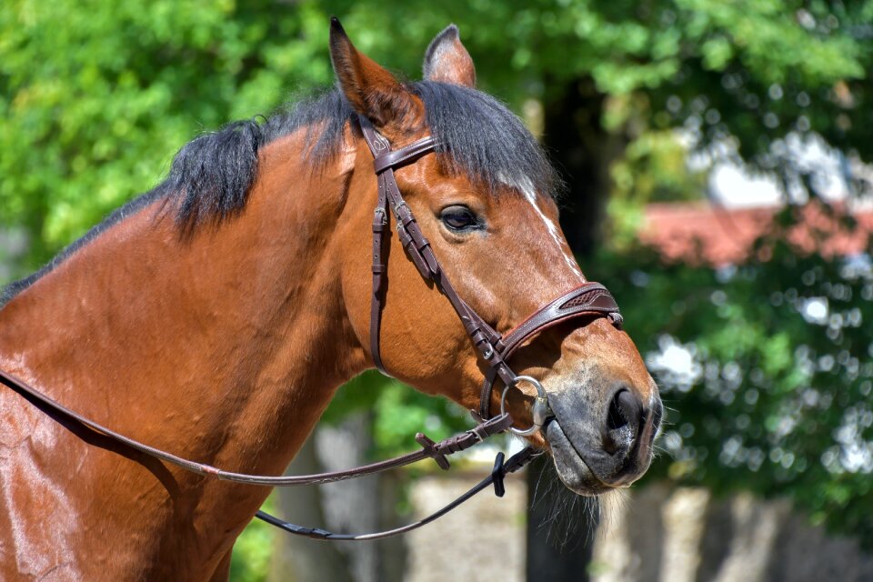 Portrait equine animal
