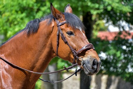 Portrait equine animal photo