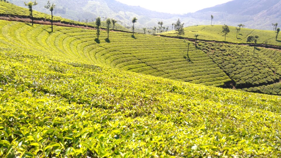 Nature agriculture kerala