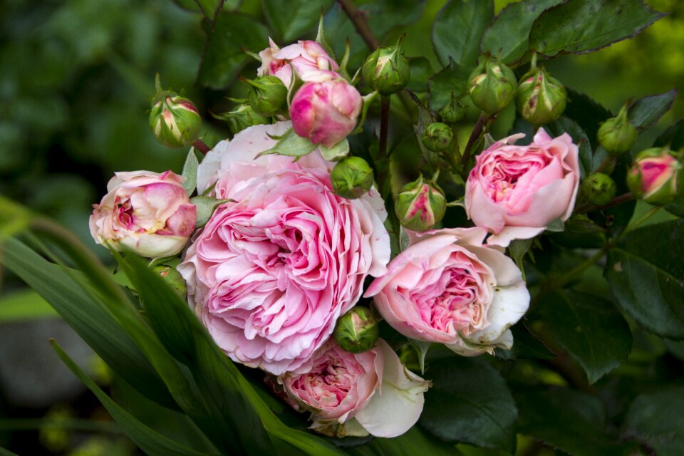 Bloom nature rose bloom