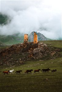 Wild horses