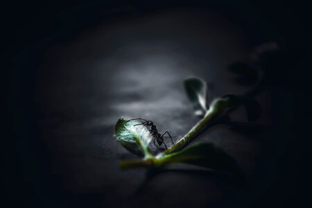 Nature black small